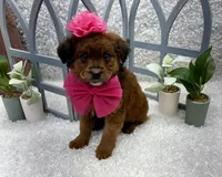 Lucy, a female Australian Cattle Dog and Cockapoo for sale in West Plains, MO – Photo 7 of 8