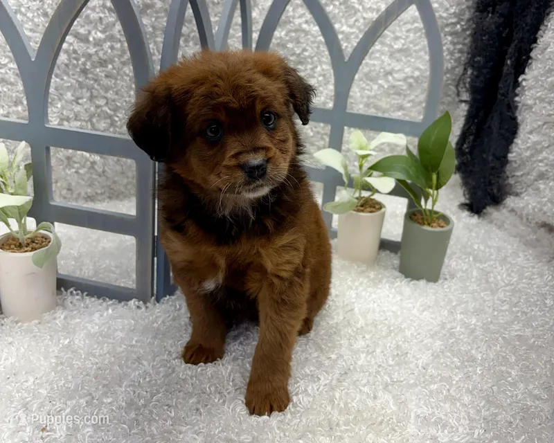 Lucy – Australian Cattle Dog, Cockapoo puppy for sale in West Plains, MO