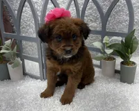 Lucy, a female Australian Cattle Dog and Cockapoo for sale in West Plains, MO – Photo 3 of 8