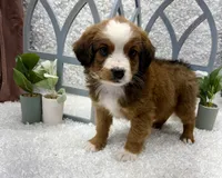 Beethoven, a male Australian Cattle Dog and Cockapoo for sale in West Plains, MO – Photo 5 of 10