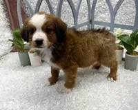 Beethoven, a male Australian Cattle Dog and Cockapoo for sale in West Plains, MO – Photo 6 of 10
