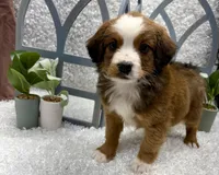Beethoven, a male Australian Cattle Dog and Cockapoo for sale in West Plains, MO – Photo 7 of 10