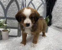 Beethoven, a male Australian Cattle Dog and Cockapoo for sale in West Plains, MO – Photo 4 of 10