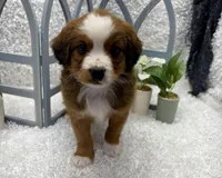Beethoven, a male Australian Cattle Dog and Cockapoo for sale in West Plains, MO – Photo 1 of 10