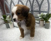 Beethoven, a male Australian Cattle Dog and Cockapoo for sale in West Plains, MO – Photo 10 of 10