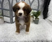 Beethoven, a male Australian Cattle Dog and Cockapoo for sale in West Plains, MO – Photo 2 of 10