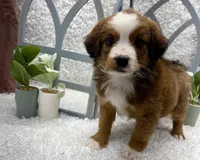 Beethoven, a male Australian Cattle Dog and Cockapoo for sale in West Plains, MO – Photo 8 of 10