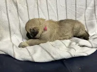 processed/32fdcbe9-f3e6-4d84-8c99-8587b2de092f/listing/49f3c814-e64e-4e64-93de-d55434a8ca1a/1fc329f1-6714-4c04-94a9-16e9062d906a