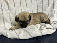 processed/32fdcbe9-f3e6-4d84-8c99-8587b2de092f/listing/49f3c814-e64e-4e64-93de-d55434a8ca1a/a59479c0-8df5-4d1e-a972-70774d09a5ee