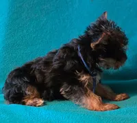 Blue , a male Yorkshire Terrier for sale in Winchester, IN – 3 of 10