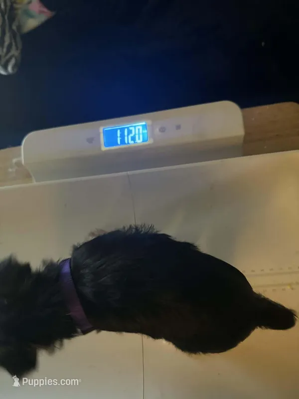 Purple – Yorkshire Terrier puppy for sale in Winchester, IN