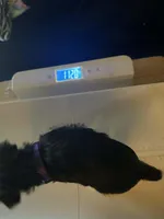 Purple, a female Yorkshire Terrier for sale in Winchester, IN – Photo 1 of 6