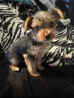 Purple, a female Yorkshire Terrier for sale in Winchester, IN – Photo 2 of 6