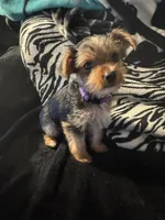 Purple, a female Yorkshire Terrier for sale in Winchester, IN – Photo 6 of 6