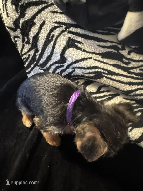 Purple – Yorkshire Terrier puppy for sale in Winchester, IN