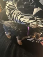 Purple, a female Yorkshire Terrier for sale in Winchester, IN – Photo 4 of 6