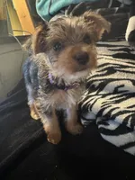 Purple, a female Yorkshire Terrier for sale in Winchester, IN – Photo 5 of 6