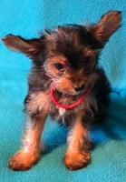 Red, a male Yorkshire Terrier for sale in Winchester, IN – 7 of 7