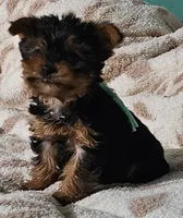 Teal Boy, a male Yorkshire Terrier for sale in Winchester, IN – 4 of 10