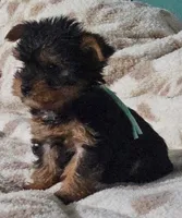 Teal Boy, a male Yorkshire Terrier for sale in Winchester, IN – 8 of 10