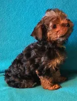 Yellow, a female Yorkshire Terrier for sale in Winchester, IN – 5 of 9