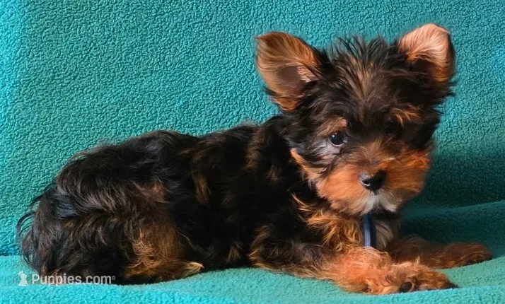 Blue  – Yorkshire Terrier puppy for sale in Winchester, IN