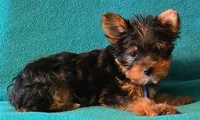 Blue , a male Yorkshire Terrier for sale in Winchester, IN – 1 of 10
