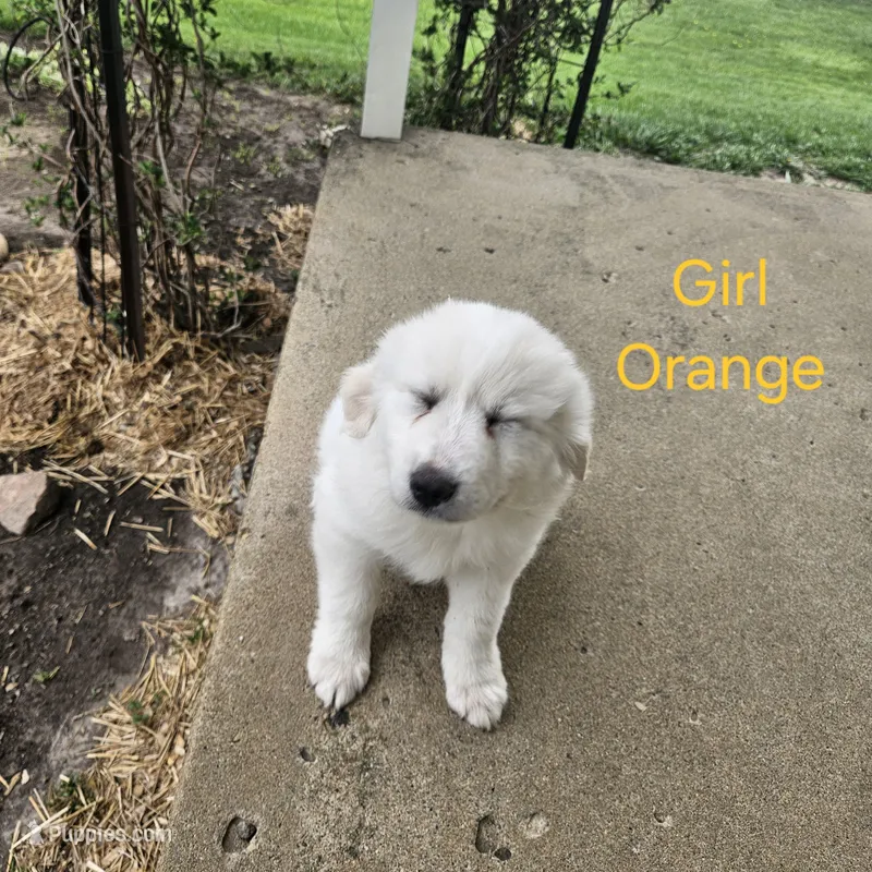 Orange – Great Pyrenees puppy for sale in Winchester, IN