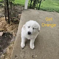 Orange, a female Great Pyrenees for sale in Winchester, IN – Photo 1 of 2