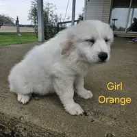 Orange, a female Great Pyrenees for sale in Winchester, IN – Photo 2 of 2