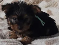 Teal Boy, a male Yorkshire Terrier for sale in Winchester, IN – 3 of 10