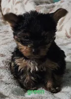 Green Male, a male Yorkshire Terrier for sale in Winchester, IN – 2 of 8