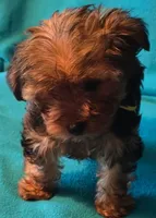 Yellow, a female Yorkshire Terrier for sale in Winchester, IN – 4 of 9