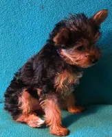 Purple , a female Yorkshire Terrier for sale in Winchester, IN – 6 of 9