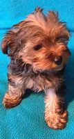 Yellow, a female Yorkshire Terrier for sale in Winchester, IN – 6 of 9