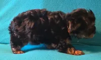 Orange, a male Yorkshire Terrier for sale in Winchester, IN – 4 of 9