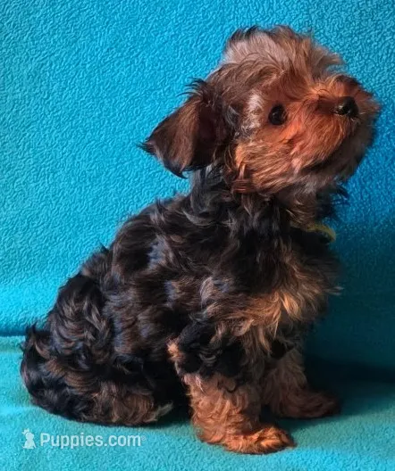 Yellow – Yorkshire Terrier puppy for sale in Winchester, IN