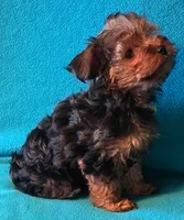Yellow, a female Yorkshire Terrier for sale in Winchester, IN – 1 of 9