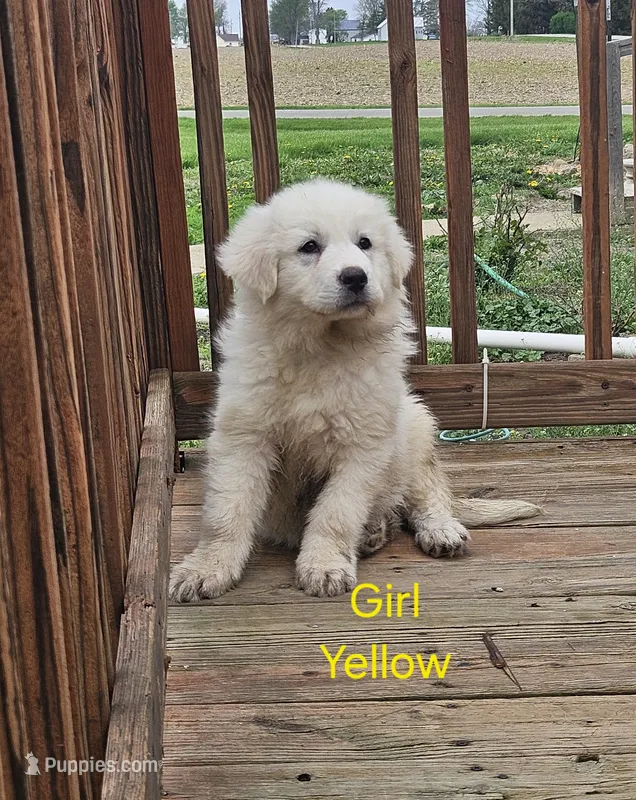 Yelliw – Great Pyrenees puppy for sale in Winchester, IN