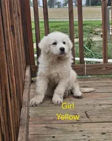 Yelliw, a female Great Pyrenees for sale in Winchester, IN – Photo 1 of 3
