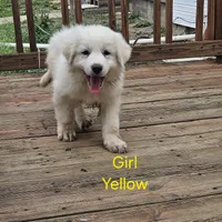 Yelliw, a female Great Pyrenees for sale in Winchester, IN – Photo 3 of 3