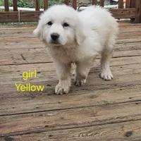 Yelliw, a female Great Pyrenees for sale in Winchester, IN – Photo 2 of 3