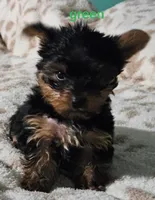 Green Male, a male Yorkshire Terrier for sale in Winchester, IN – 5 of 8