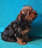 Yellow, a female Yorkshire Terrier for sale in Winchester, IN – 2 of 9