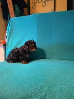 Bronze, a male Yorkshire Terrier for sale in Winchester, IN – 3 of 7