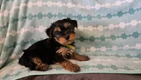 Light Green, a female Yorkshire Terrier for sale in Winchester, IN – Photo 10 of 10