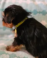 Light Green, a female Yorkshire Terrier for sale in Winchester, IN – Photo 7 of 10
