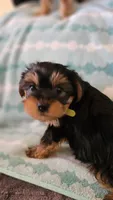 Light Green, a female Yorkshire Terrier for sale in Winchester, IN – Photo 6 of 10