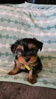 Light Green, a female Yorkshire Terrier for sale in Winchester, IN – Photo 2 of 10