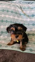 Light Green, a female Yorkshire Terrier for sale in Winchester, IN – Photo 5 of 10